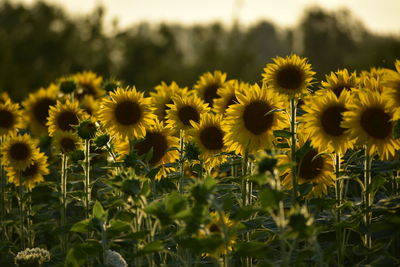 Close-up of yellow flowering plants on field