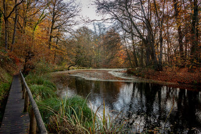 Scenic view of lake in forest during autumn