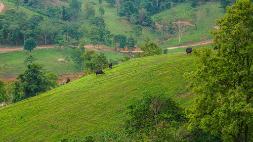 Scenic view of rural landscape