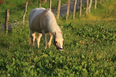 Sheep grazing on grassy field