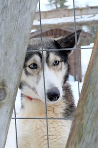 Close-up portrait of dog