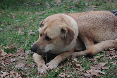 View of dog resting on field