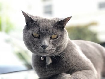 Close-up portrait of a cat