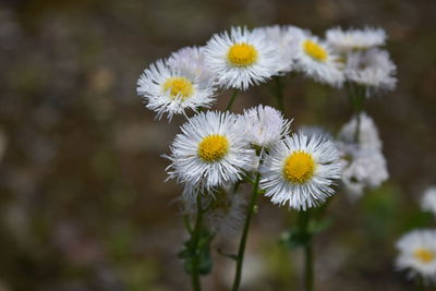 Close-up of white flowering plants on field