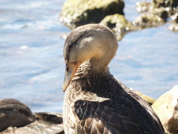 Close-up of bird on rock