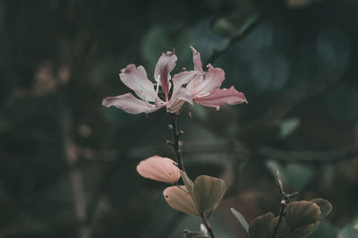 Close-up of pink flowers