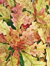 Full frame shot of leaves