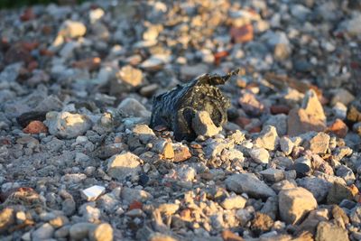 Lizard on rock