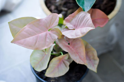 Close-up of pink flowering plant