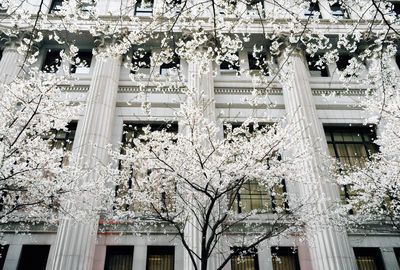 Low angle view of white flowers and tree