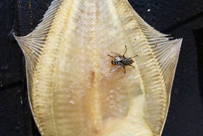 High angle view of fly on leaf