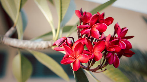 Beautiful red frangipani petal color, plumeria flower bouquet with green natural background.