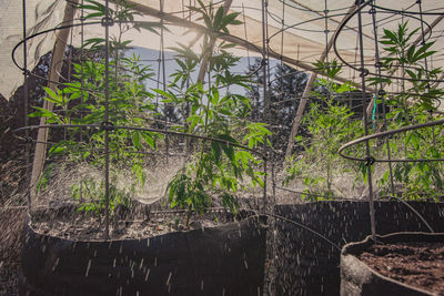 Plants growing in greenhouse