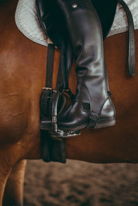 Low section of person sitting on horse