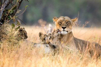 Lioness with cubs resting by plants on land