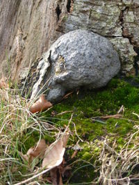 High angle view of tortoise on ground