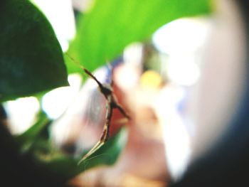 Close-up of hands on leaf