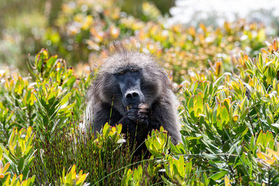 Chacma baboon aka papio ursinus sitting in fynbos eating protea flowers.