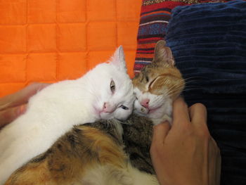 Cat relaxing on hand