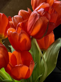 Close-up of orange tulips