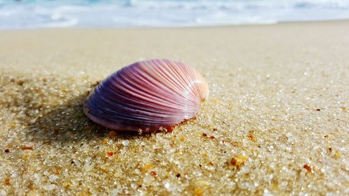 Close-up of seashell on beach