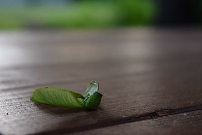 Close-up of green leaf on wood