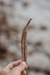 Close-up of hand holding leaf