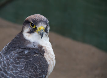Close-up of a hawk looking at camera