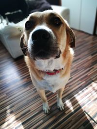 Close-up portrait of dog