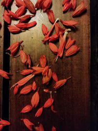 Directly above shot of red flowering plant