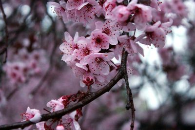 Close-up of cherry blossoms in spring