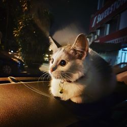 Close-up of cat sitting at home