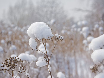 Close-up of frozen plant during winter