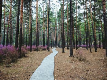 Footpath passing through forest