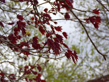 Close-up of red leaves on branch