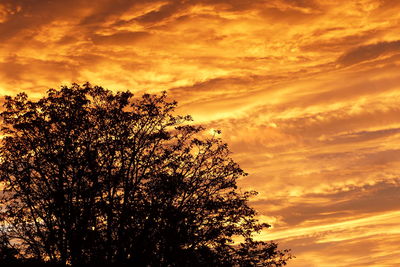 Low angle view of silhouette tree against dramatic sky