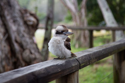 Close-up of bird perching on wood