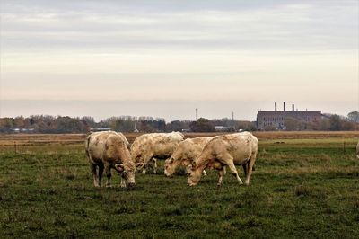 Sheep grazing in a field