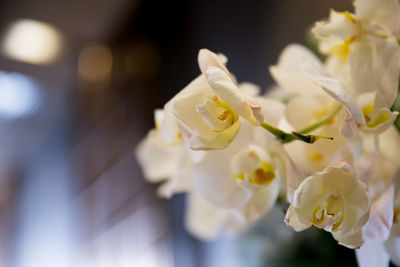 Close-up of white flowering plant