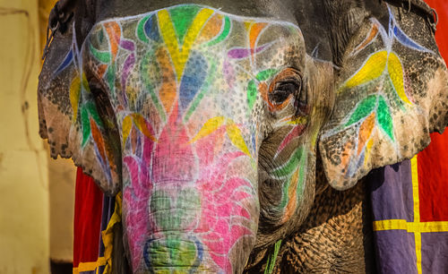 Close-up of painted elephant