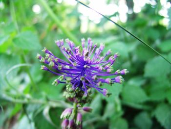 Close-up of purple flowering plant