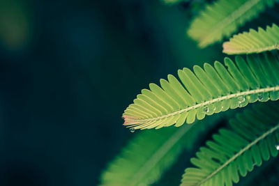 Close-up of fern leaves