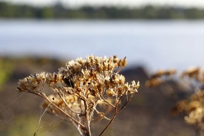 Close-up of wilted flower on field