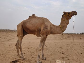 View of a horse on sand