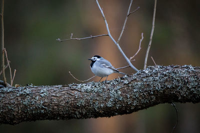 Close-up of bird perching on branch