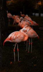 Close-up of flamingos on field