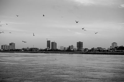 Birds flying over sea by city against sky