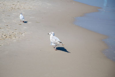 High angle view of seagulls on beach