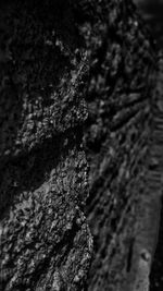 Close-up of ivy on tree trunk