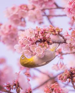 Close-up of pink cherry blossoms